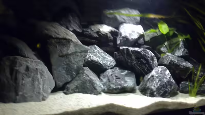 Hauptansicht Aquarium von Becken 11362 Nur noch als Beispiel von Antonio Di Simone (1)