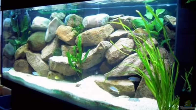 Hauptansicht Aquarium von Becken 1143 von Sebastian Hornberger (1)