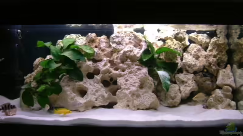 Hauptansicht Aquarium von Becken 11517 von rotarydriver (1)