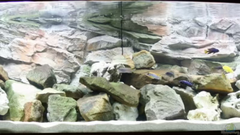 Hauptansicht Aquarium von Becken 11589 von fabsi (1)