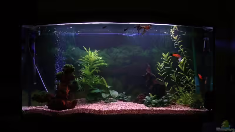 Hauptansicht Aquarium von Becken 11877 von Legolas_84 (1)