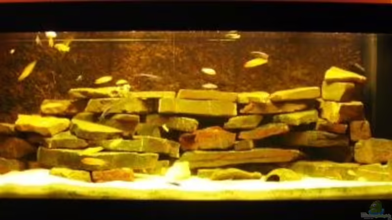 Hauptansicht Aquarium von Becken 11922 von nici (1)