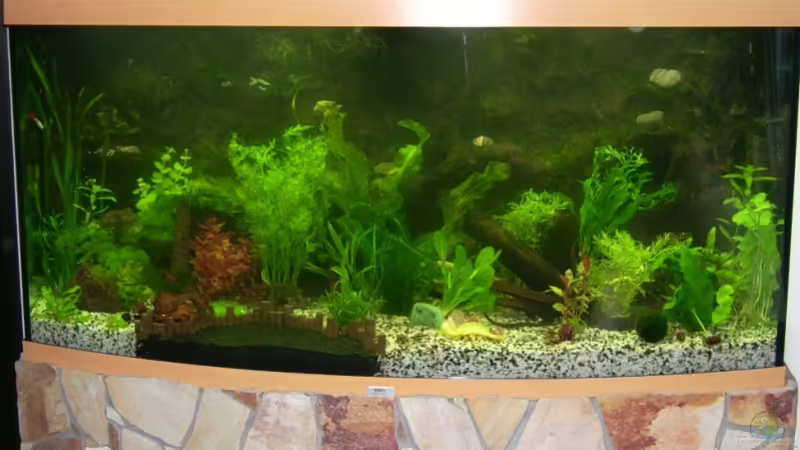 Hauptansicht Aquarium von Becken 12043 von Belvina (1)