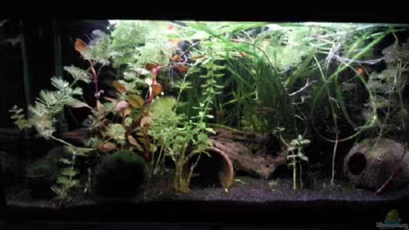 Hauptansicht Aquarium von Becken 12054 von stproff (1)