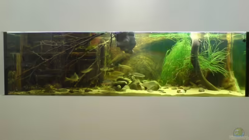 Hauptansicht Aquarium von Becken 12154 von Friedrich Tietze (1)