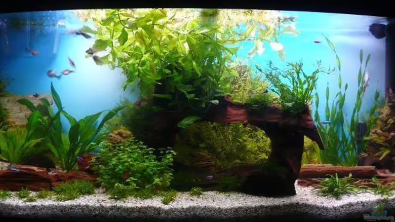 Hauptansicht Aquarium von Becken 12241 von Sven Seidel (1)