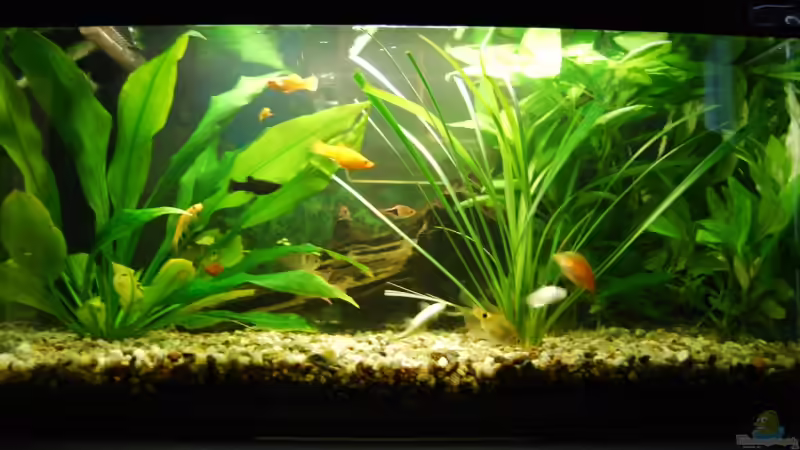 Hauptansicht Aquarium von Becken 12324 von Atalanta (1)