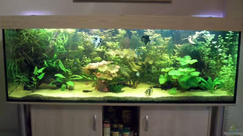 Hauptansicht Aquarium von Becken 12421 von Hamberger (1)
