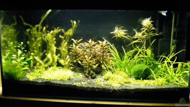 Hauptansicht Aquarium von Becken 12433 von urbs (1)
