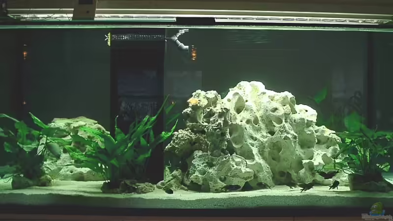 Hauptansicht Aquarium von Becken 125 von Stefan Glaab (1)