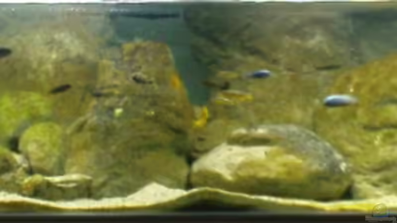 Hauptansicht Aquarium von Becken 12684 von Oliver Menck (1)