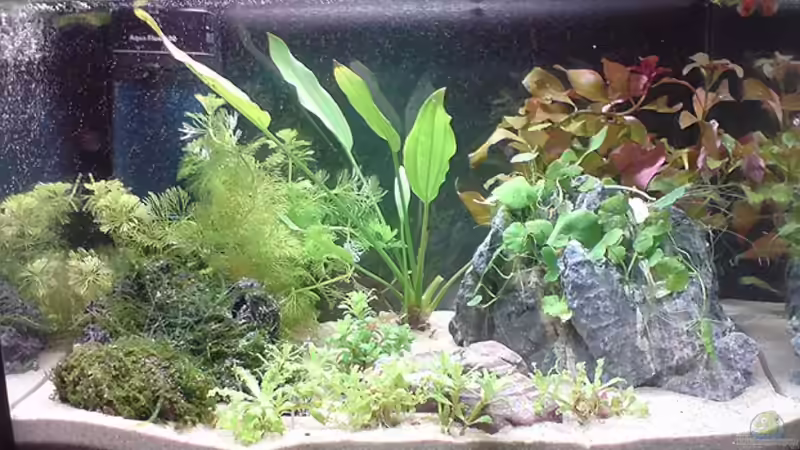Hauptansicht Aquarium von Becken 12946 von Tanja Thome