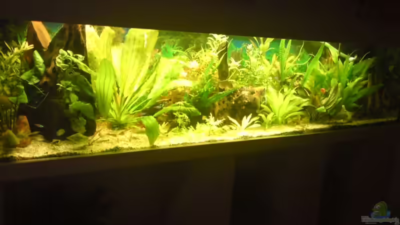 Hauptansicht Aquarium von Becken 12955 von onkelstefan2005 (1)