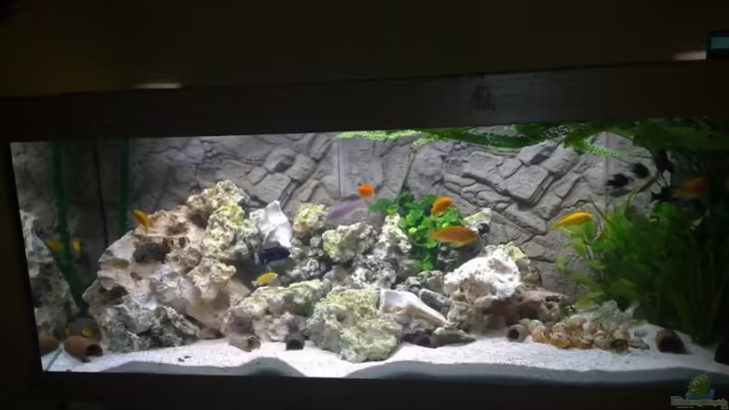 Hauptansicht Aquarium von Becken 13030 von az189 (1)