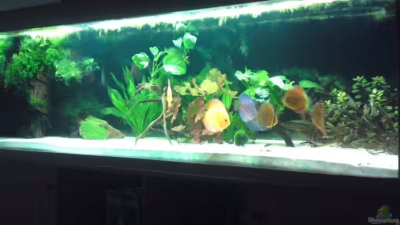 Hauptansicht Aquarium von Becken 13066 von SINAN (1)