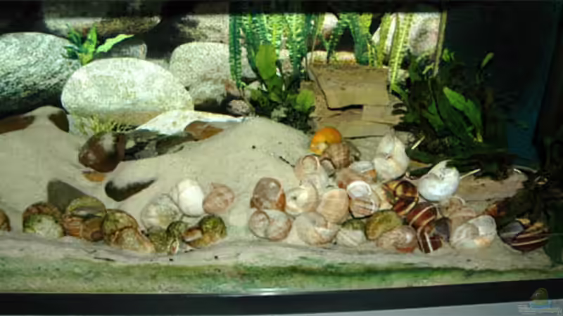 Hauptansicht Aquarium von Becken 1314 von Volker Hebestreit (1)