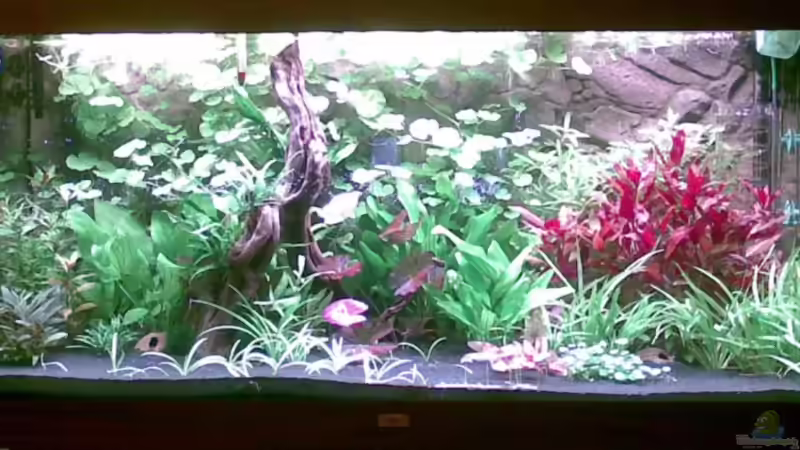 Hauptansicht Aquarium von Becken 13230 von Marcin