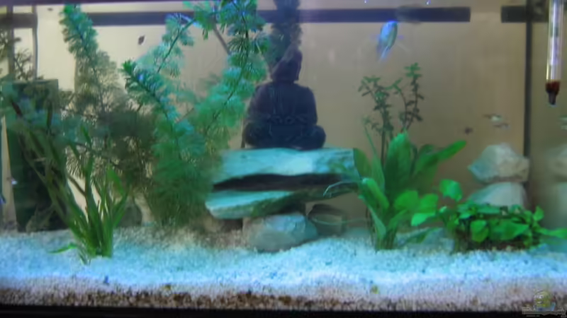 Hauptansicht Aquarium von Becken 13437 von versus (1)