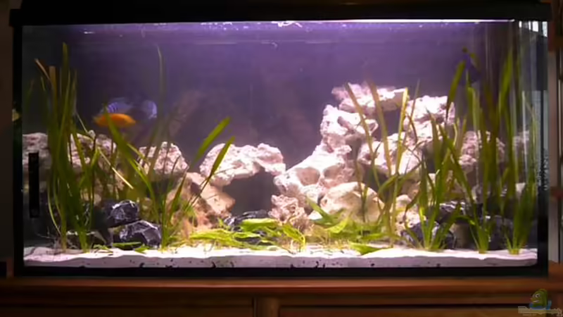 Hauptansicht Aquarium von Becken 13498 von Jo Hille (1)
