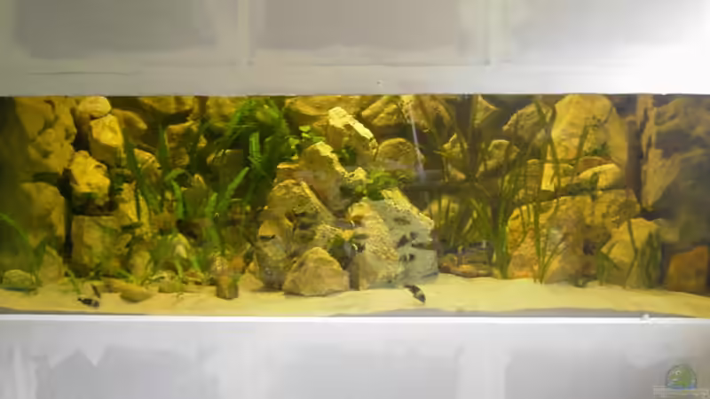 Hauptansicht Aquarium von Becken 1350 von Enrico Pinkert (1)
