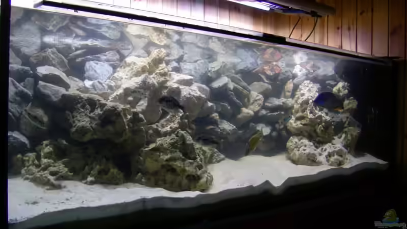 Hauptansicht Aquarium von Becken 13514 von Martin Dirren (1)