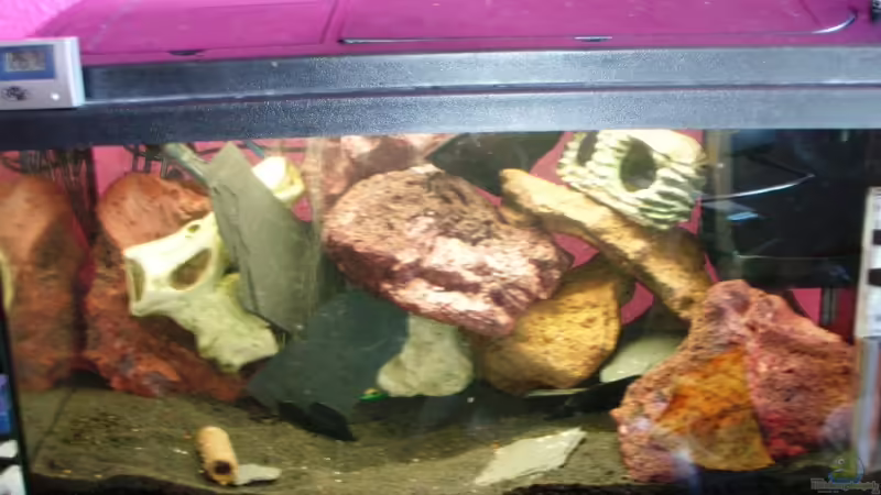 Hauptansicht Aquarium von Becken 13651 von Dasy´s_Neelybecken (1)