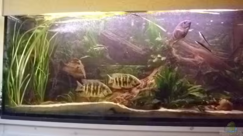 Hauptansicht Aquarium von Becken 13707 von exhhtom64 (1)
