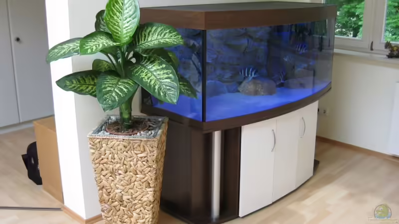 Hauptansicht Aquarium von Becken 13738 - von Frontosa (1)