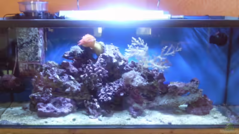 Hauptansicht Aquarium von Becken 13788 von O.K. (1)