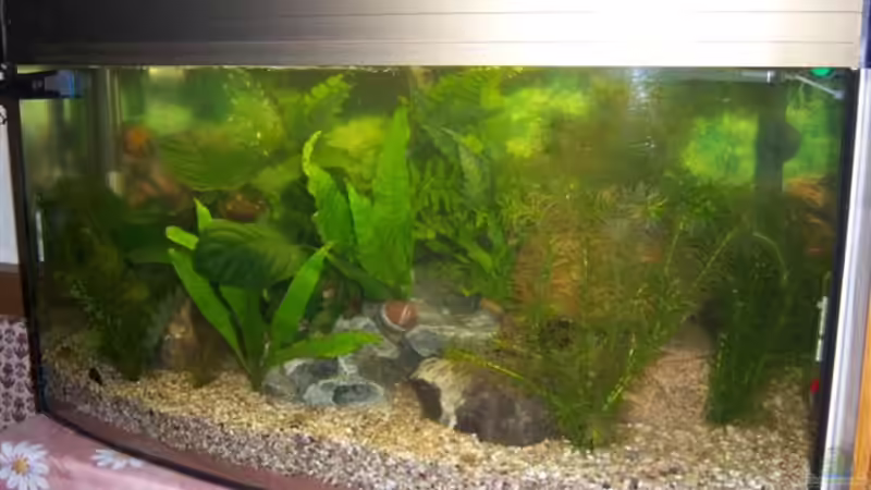 Hauptansicht Aquarium von Becken 13823 von hansa61 (1)
