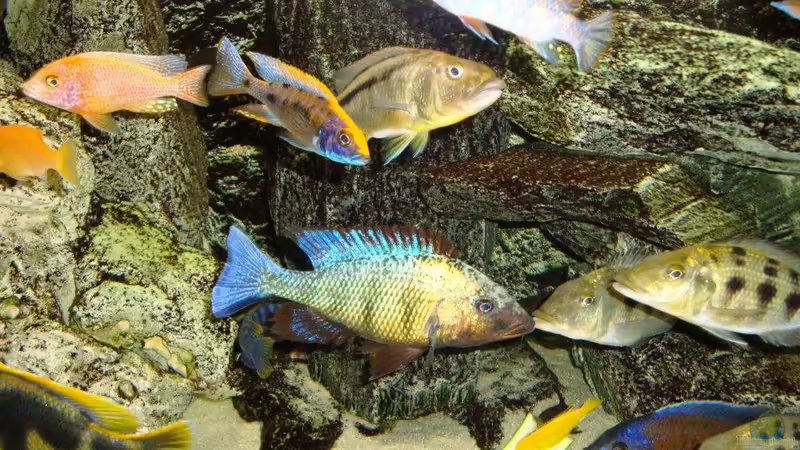 Hauptansicht Aquarium von Becken 13967 von MalawiEder (1)