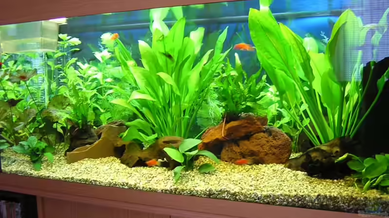 Hauptansicht Aquarium von Becken 1401 von Carsten Mansee (1)