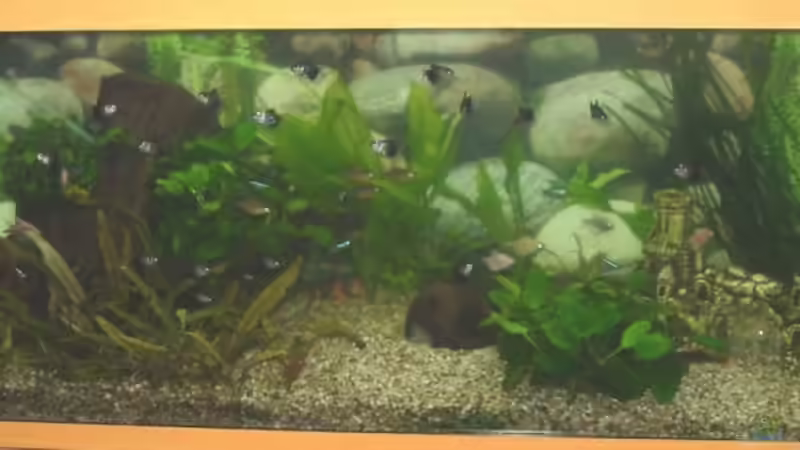 Hauptansicht Aquarium von Becken 1427 von Philipp Huß (1)