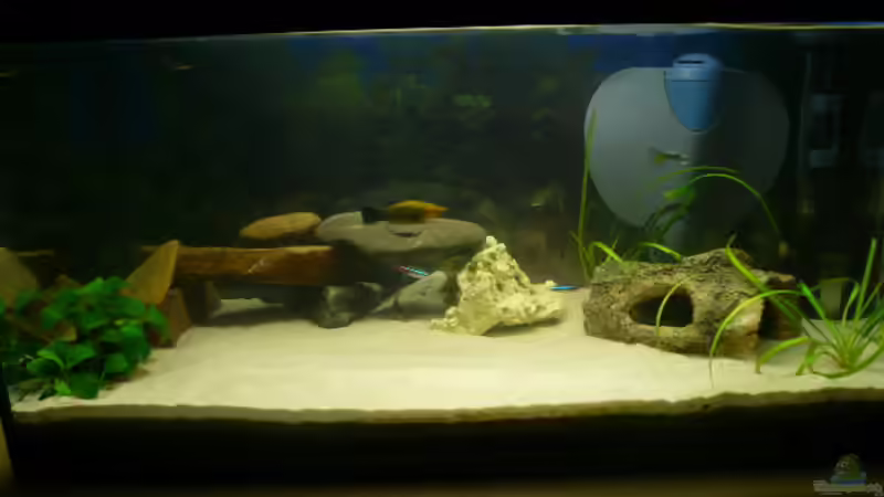 Hauptansicht Aquarium von Becken 14764 von Franz Burkhardt