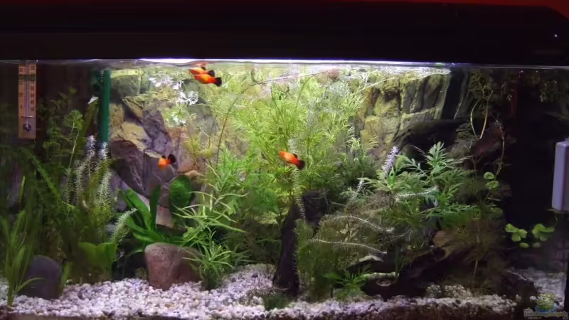 Hauptansicht Aquarium von Becken 14997 von Thomas Burger (1)