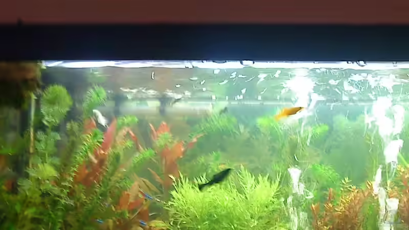 Hauptansicht Aquarium von Becken 15052 von 160DaniL (1)
