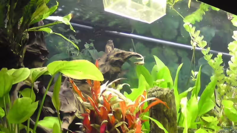 Hauptansicht Aquarium von Becken 15081 von Chris Krabbe (1)