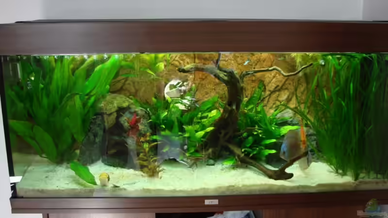 Hauptansicht Aquarium von Becken 15267 von Chris85 (1)