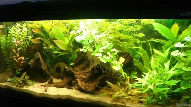 Hauptansicht Aquarium von Becken 15320 (nur als Beispiel) von lukasg (1)