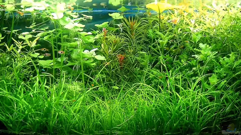 Hauptansicht Aquarium von Becken 15419 von zaffa (1)