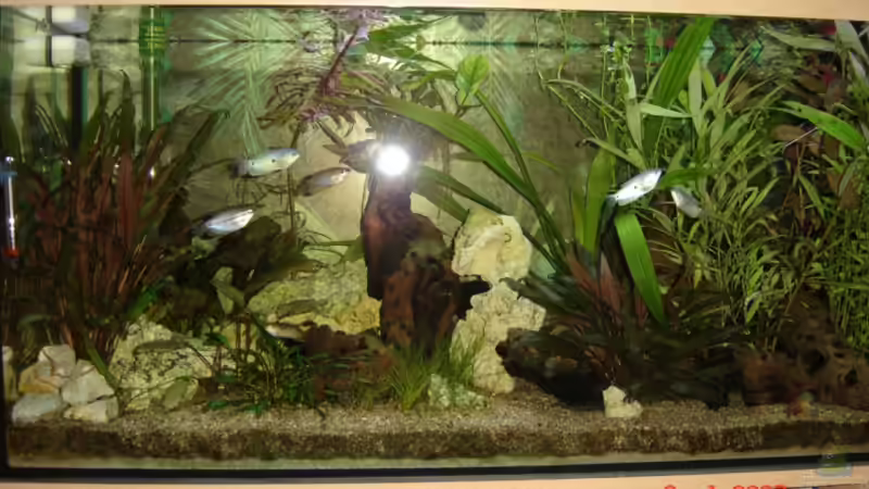 Hauptansicht Aquarium von Becken 1553 von Alexander Pickl (1)