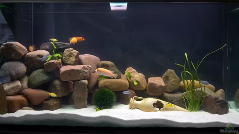 Hauptansicht Aquarium von Becken 15732 von maniK (1)