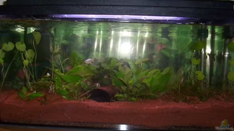 Hauptansicht Aquarium von Becken 15758 von Annett F. (1)