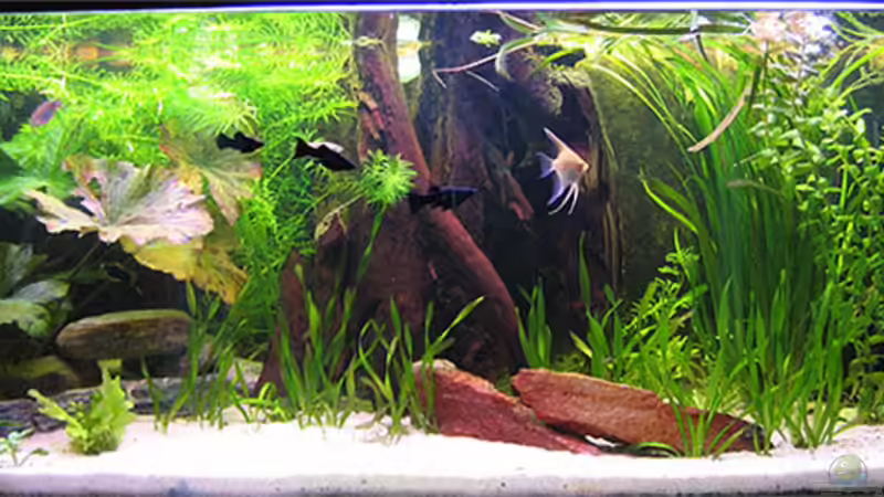 Hauptansicht Aquarium von Becken 1581 von Daniel Heisig (1)