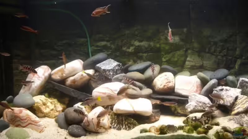 Hauptansicht Aquarium von Becken 1582 von mirimar (1)