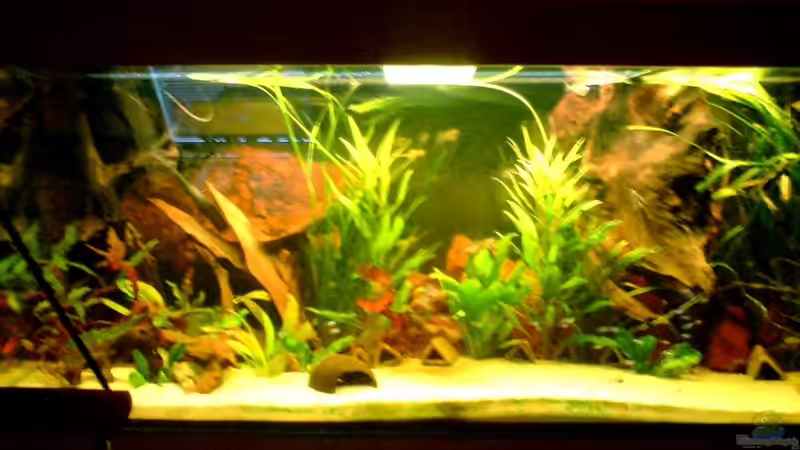 Hauptansicht Aquarium von Becken 15826 von -=Diskus-Fan=- (1)