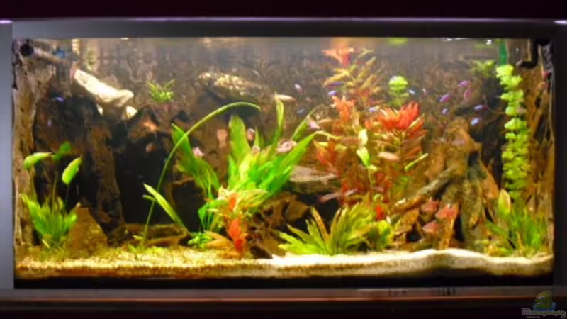 Hauptansicht Aquarium von Becken 16226 von FischfanAQ (1)