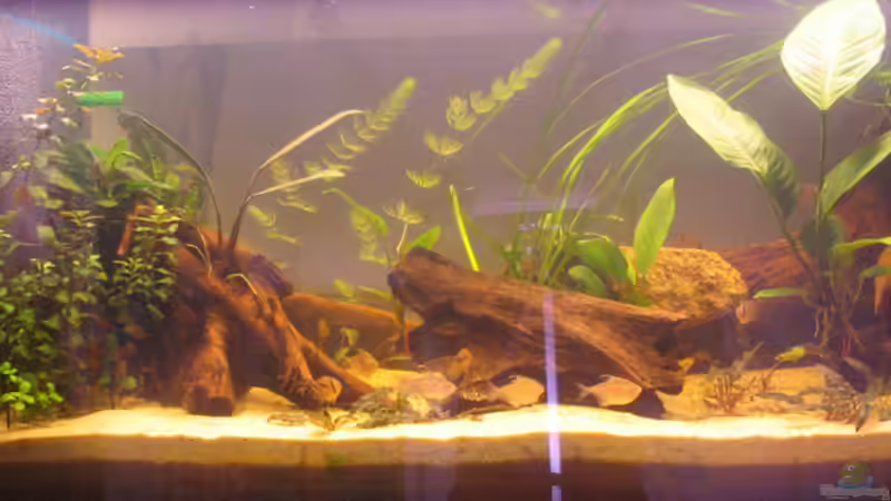 Hauptansicht Aquarium von Becken 1625 von Markus Hutterer