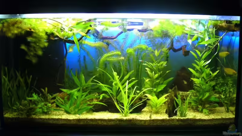 Hauptansicht Aquarium von Becken 16353 von Leluka (1)