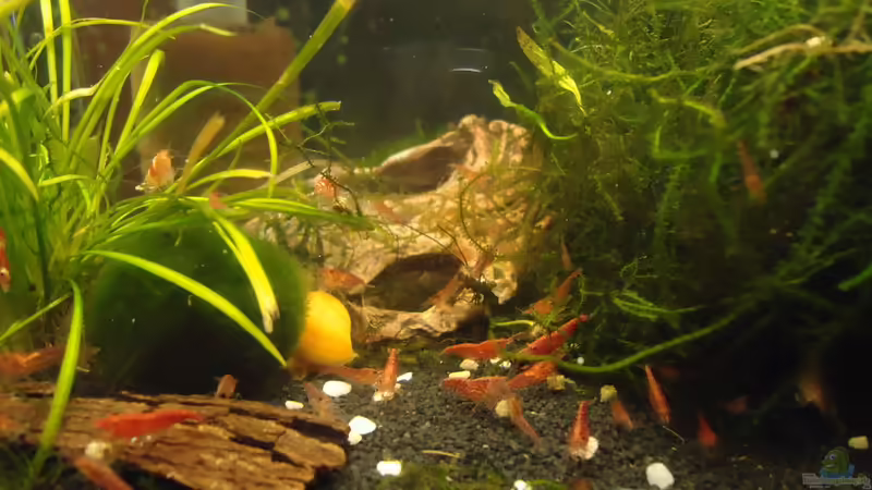 Hauptansicht Aquarium von Becken 16732 von manala (1)